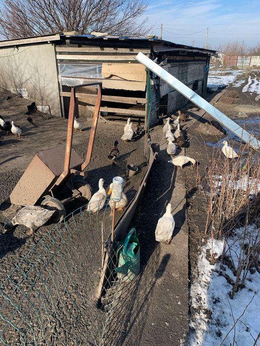 Утка украинская башкирка голубой фаворит