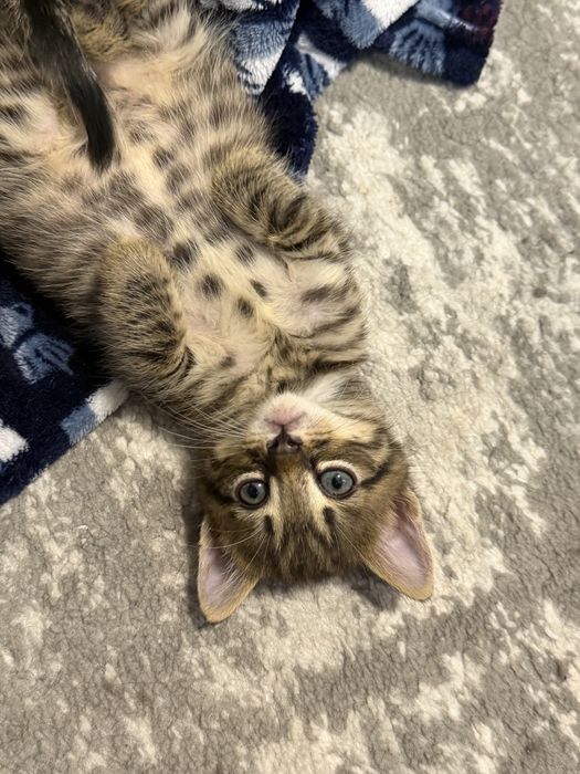 Кошеня хлопчик окрасу таббі