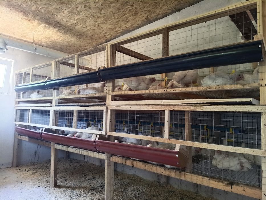 Продам тушку домашнього бройлера під замовлення