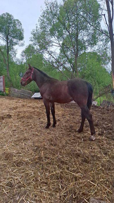 Ogierek śląski Lunar