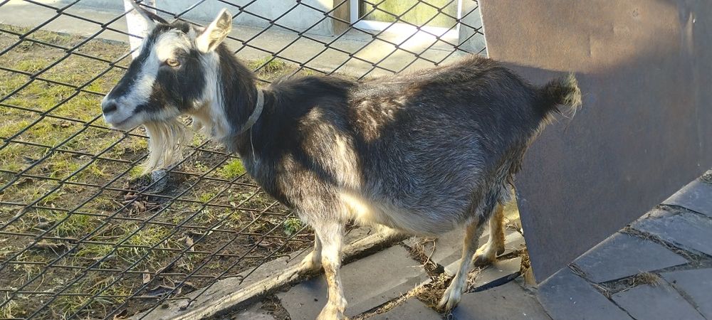 Коза молочна  5 років