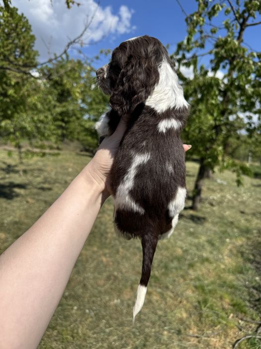 Бомбезний хлопчик Англ кокер