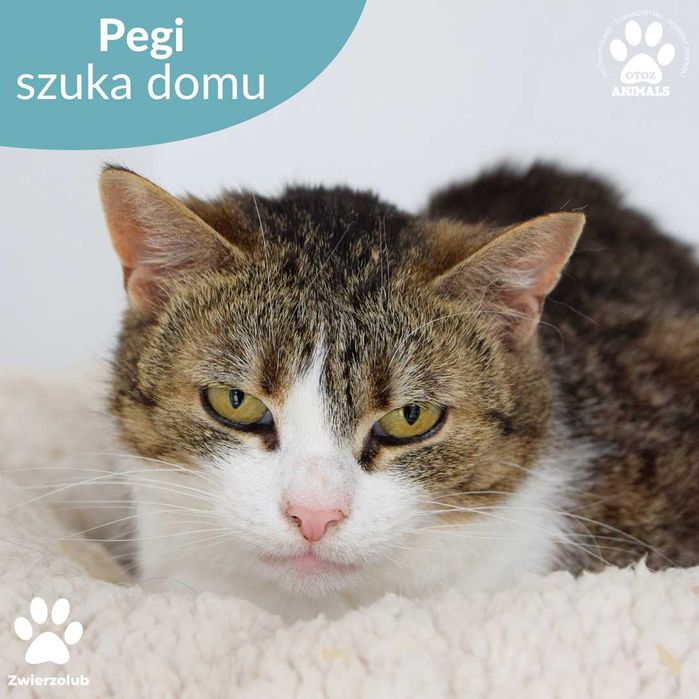 Spokojna kotka do adopcji! Poznajcie Pegi!