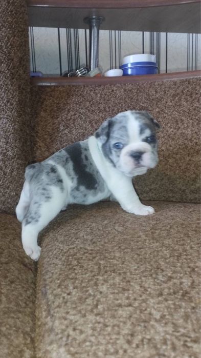 Кобель французкий бульдог ВЯЗКА