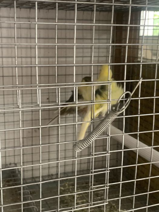 Vendo tudo ou troco por ring necks