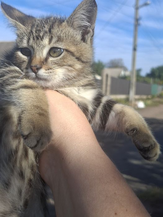 Котики хлопчики 2 місяці