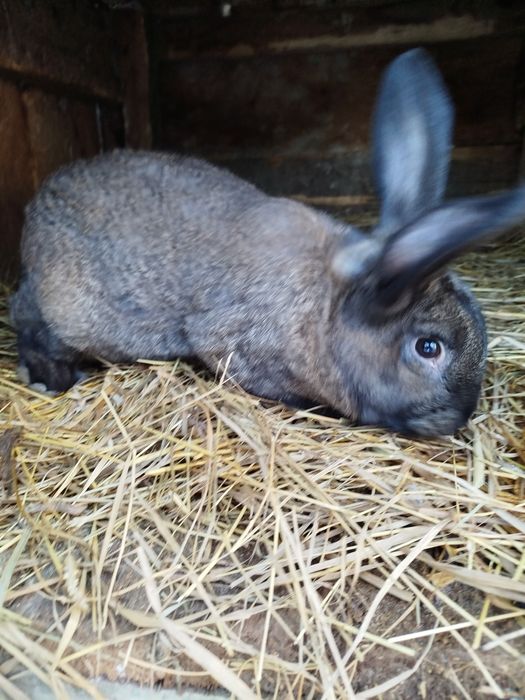 Кролики 3 місяці