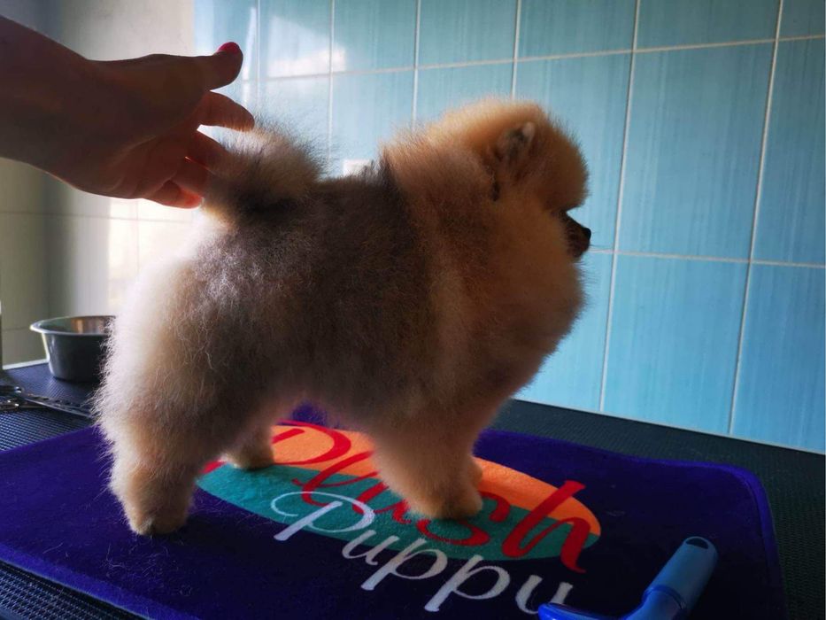 Pomeranian piękna suczka, piękny kolor