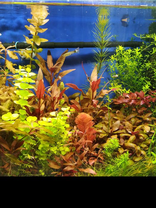 Акваріумні рослини. Набір