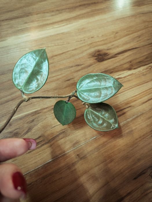 Hoya hoja Clemensiorum Red K2 Verticillata Silver