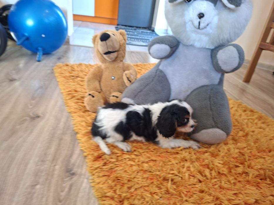 Cavalier King Charles Spaniel suczka