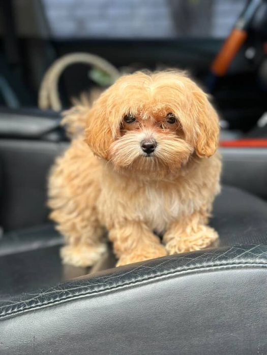 Super mini vip class