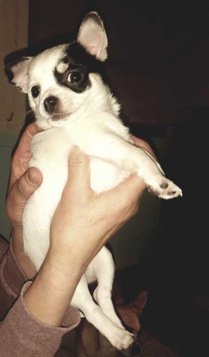 Цуценята чіхуахуа