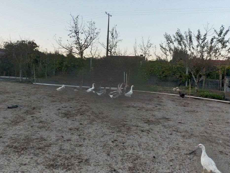 Patos gansos