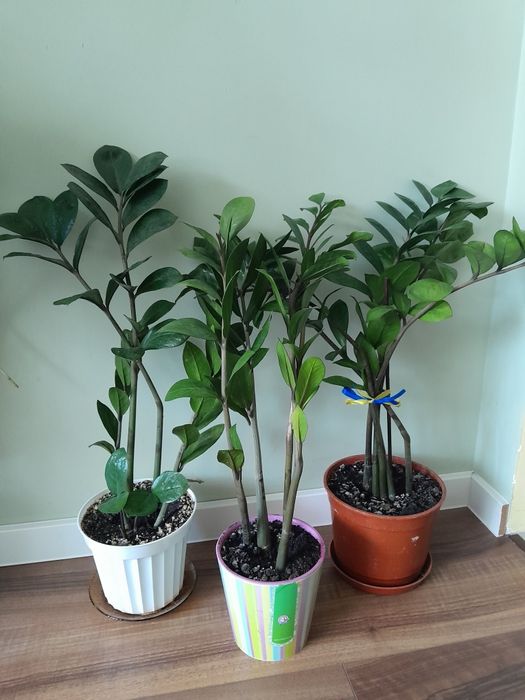 Заміокулькас або Доларове дерево