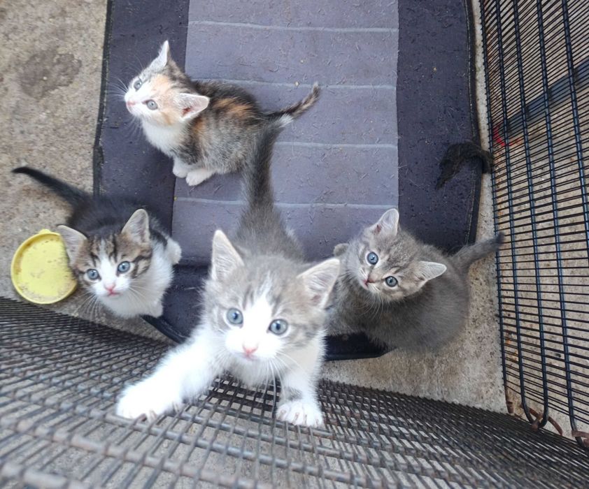 Котята бесплатно