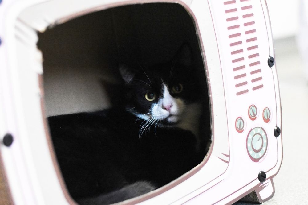 Uroczy Leoś szuka domu!