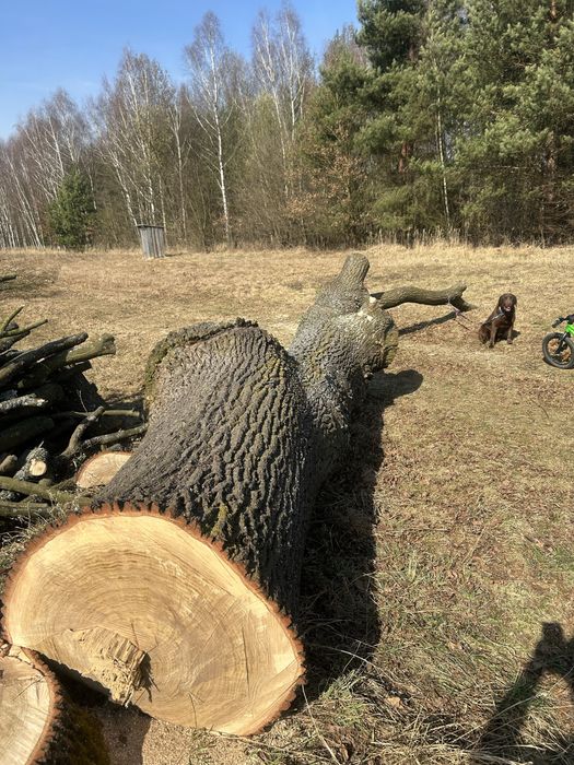 Kłoda dębu 6m. 80cm średnica