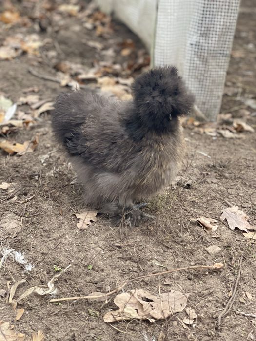 Silka czarno zlota para kur rocznych