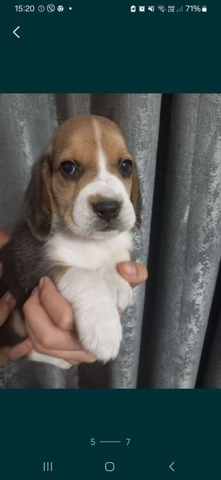 Бігль цуценята триколор