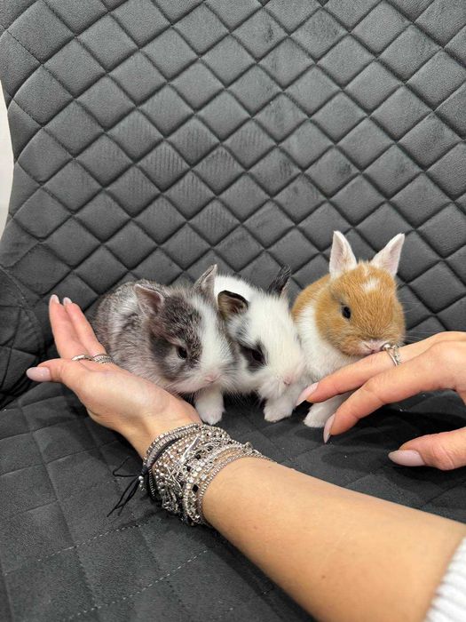 Мінілоп карликовий коротковухий кролик мікро