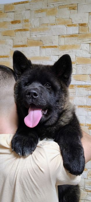 Массивний хлопчик Американської Акіти