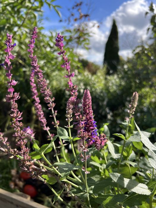 Szałwia omszona sadzonki