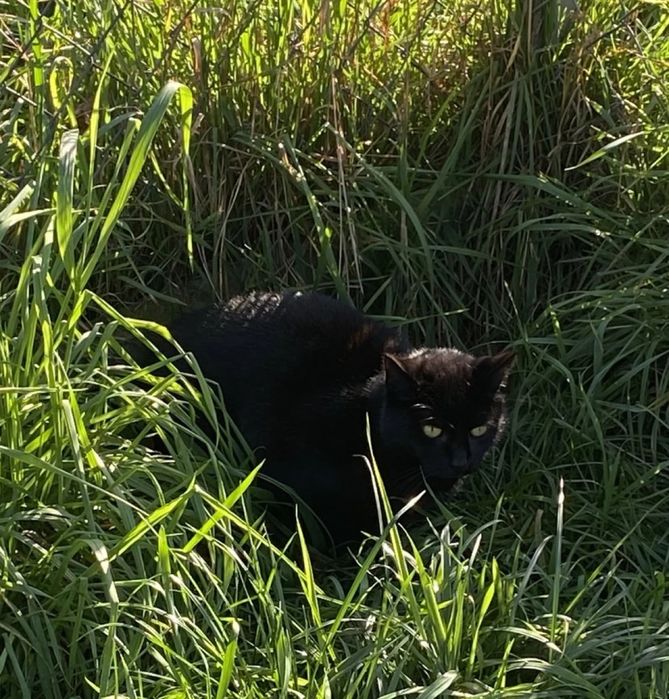 Czarna kotka Gryzelda do adopcji!