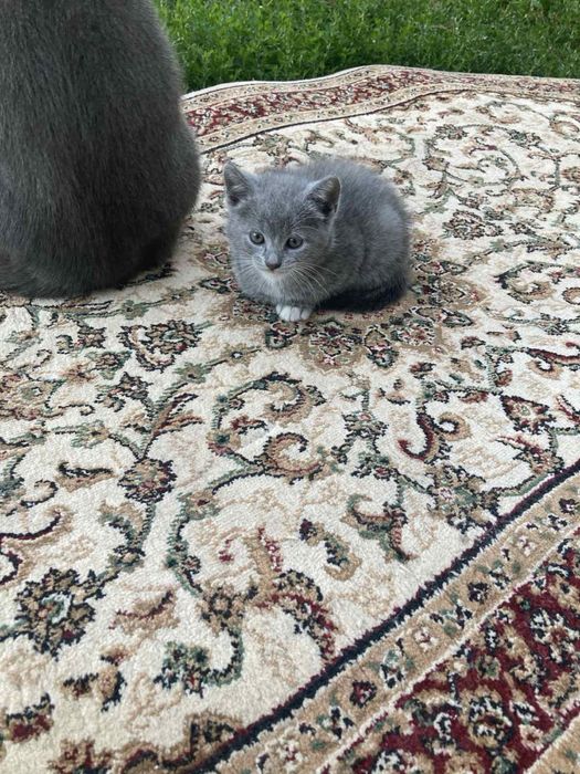 Віддам котят (мама британський короткошерст)