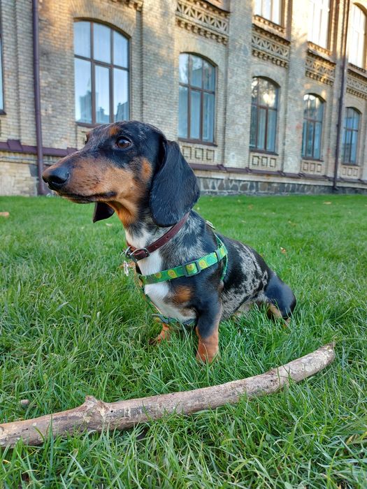 Вязка Мраморна такса (стандарт), кобель