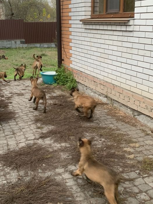 Малінуа бельгійська вівчарка документи КСУ малинуа овчарка