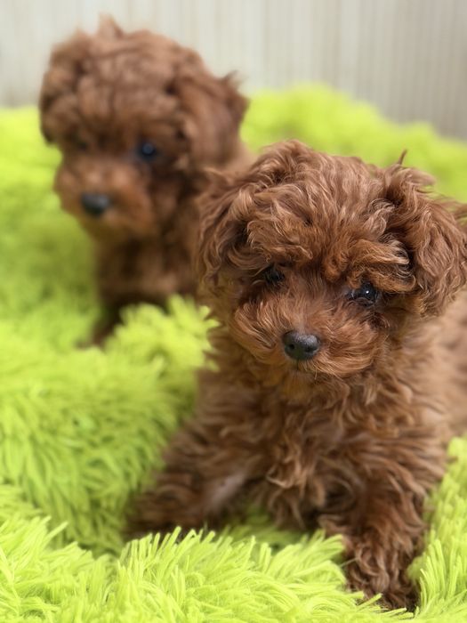 Pudel Toy Red Braun – śliczny piesek