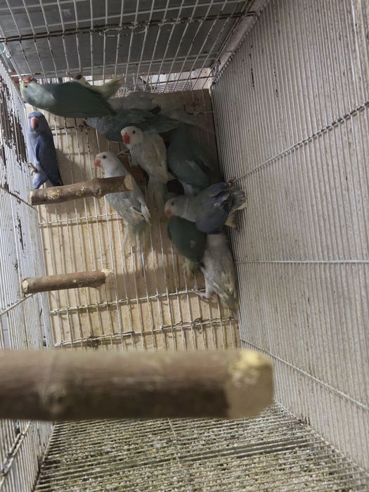 Vários Ring necks 2025