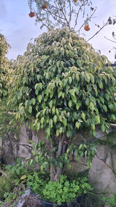Ficus Benjamina variegata
