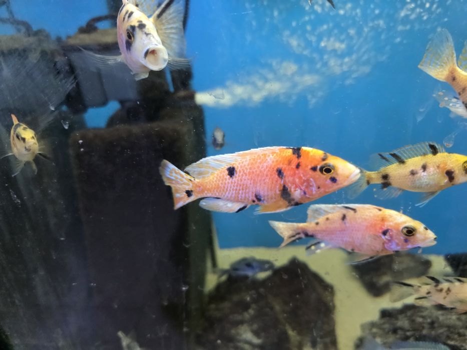 Pyszczaki Aulonocara marmelade ob