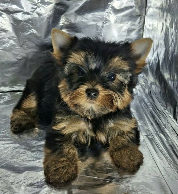 Йоркширский терьер міні