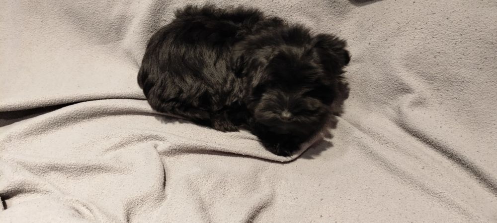 Yorkshire terrier Black pies