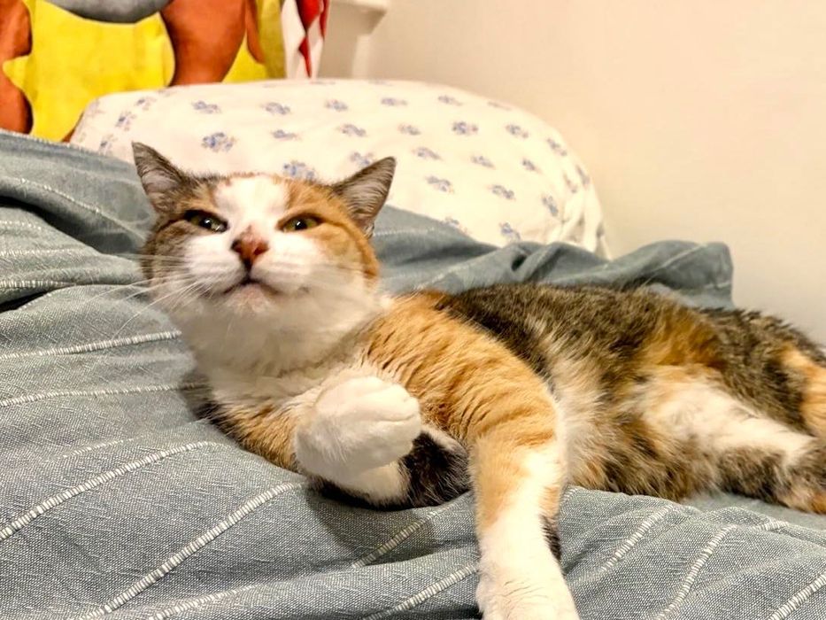 Ma czas na znalezienie domu stałego lub tymczasowego do końca grudnia!