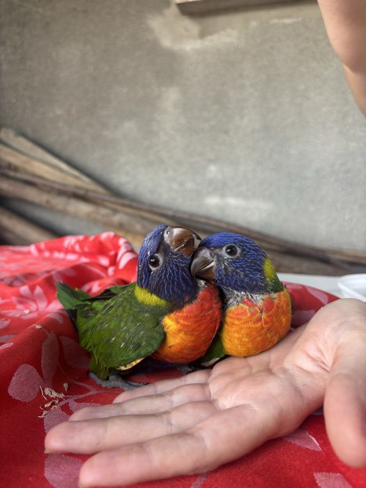 Loris domesticados criados a mão