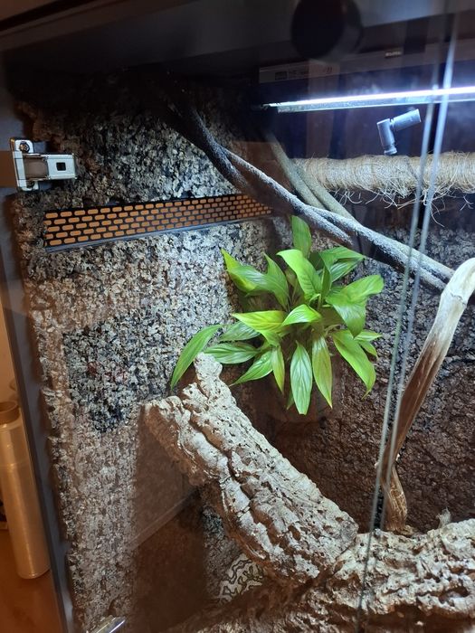 Węże wraz z terrarium 120x80x55