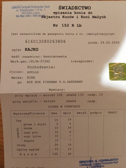 kuc,kucyk z licencją