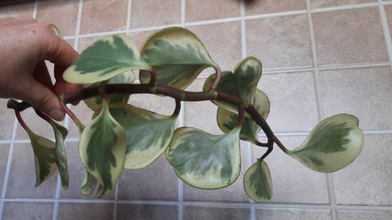 Горщіки Квіти Кротон Фікус Пеперомія