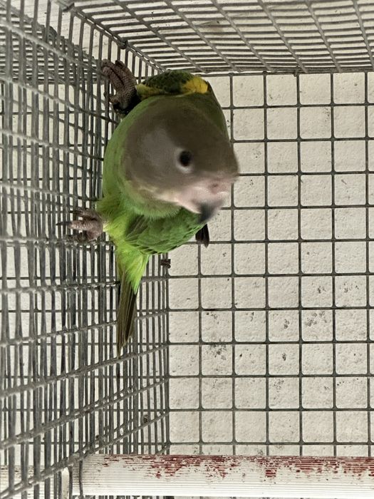 Poicephalus Cryptoxantus