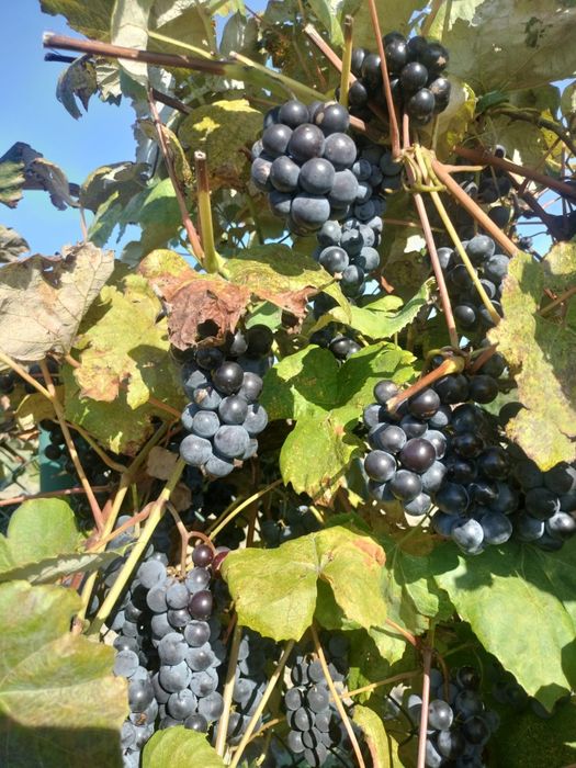 Winogrono owoce, na soki i wino, duże owoce