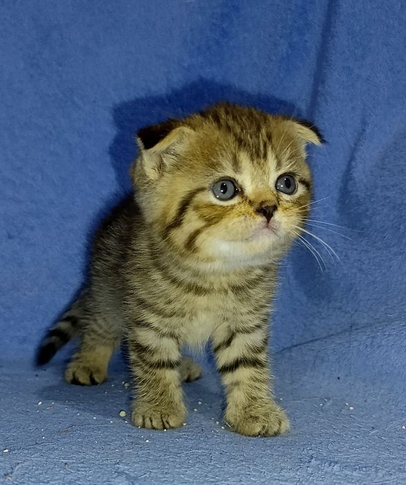 Gatinho Scottish Fold