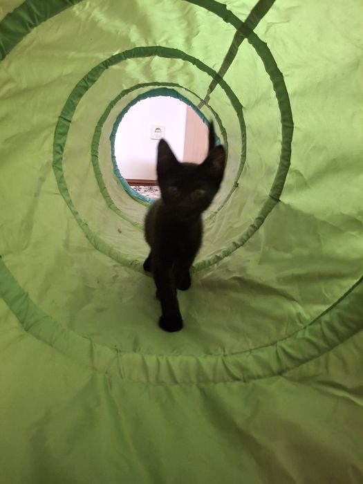 Gatinho para adoção