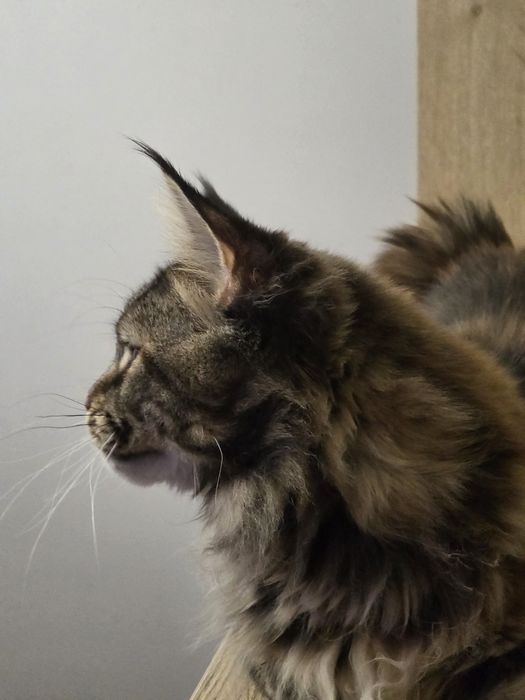 Koteczka rasy Maine Coon FPL