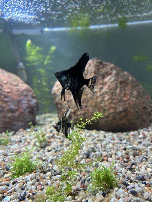 Skalary  10 cm.    Wysyłka