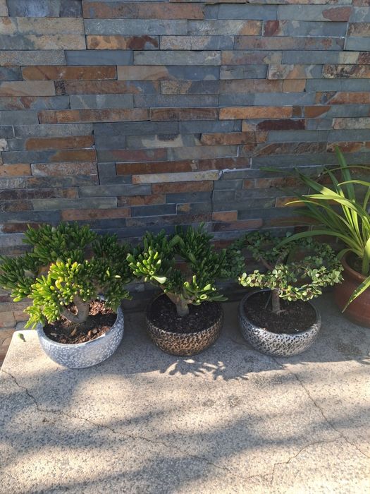 Plantas  suculentas