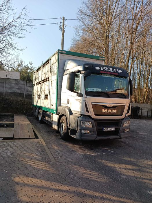 MAN TGS 26.480 do przewozu zwierząt